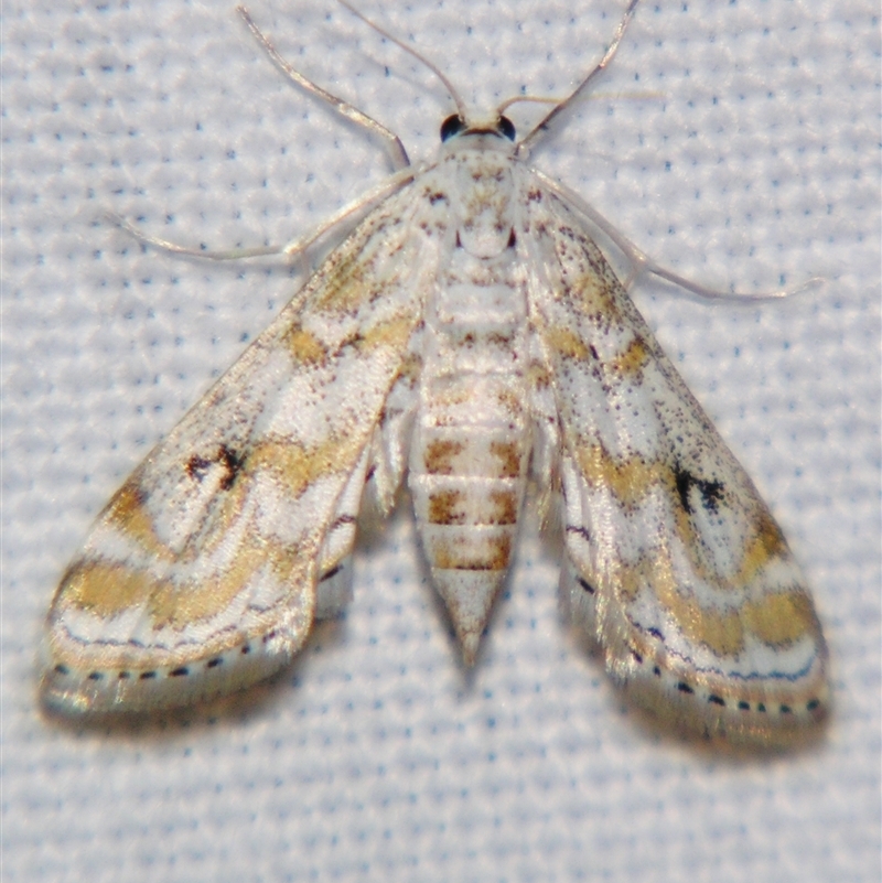 Parapoynx diminutalis
