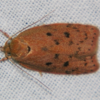 Prionocris (genus)