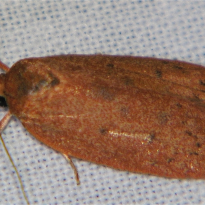 Prionocris (genus)