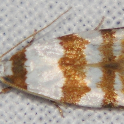 Heteroteucha dimochla