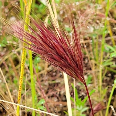 Bromus rubens