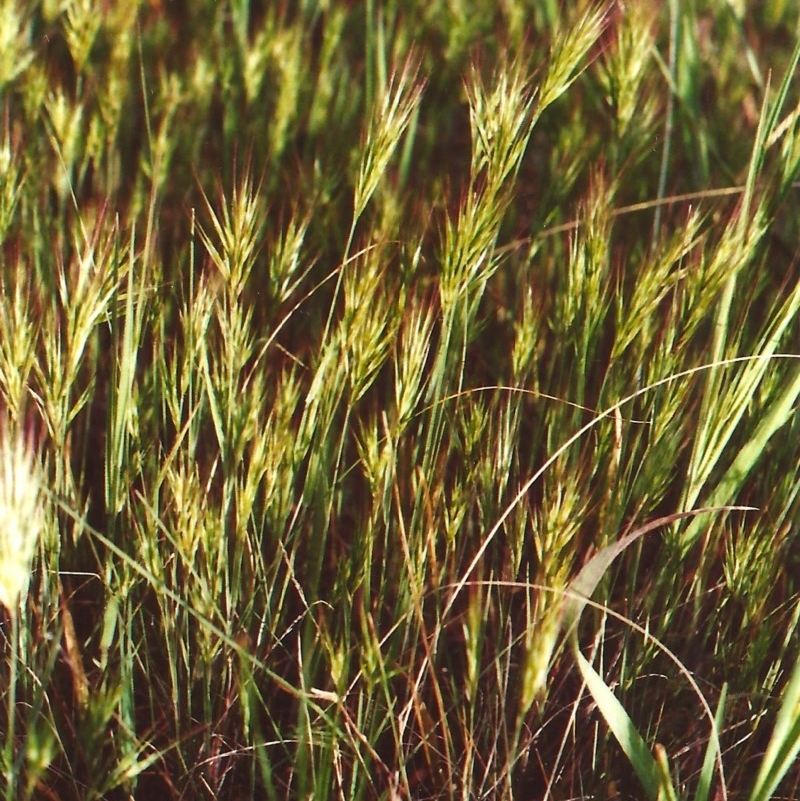 Bromus rubens