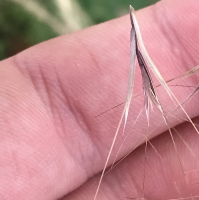 Bromus rubens