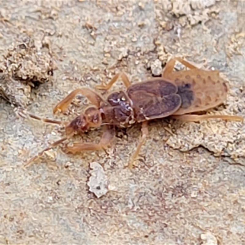 Enicocephalidae (family)