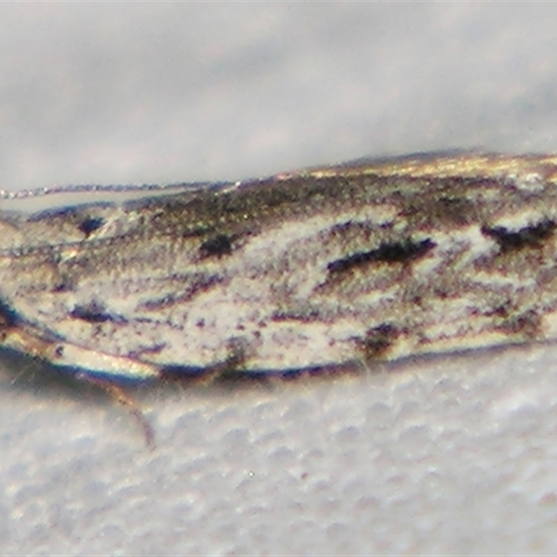 Hypatima cyrtopleura