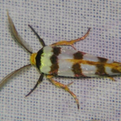 Cryptophasa tetrazona