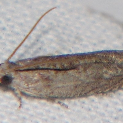 Periphoeba trepida