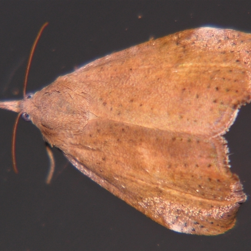 Hyblaea ibidias