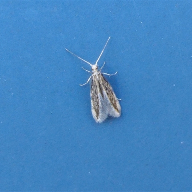 Hydroptilidae (family)