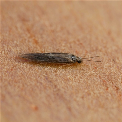 Hydroptilidae (family)