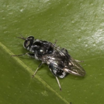 Lecomyia sp. (genus)