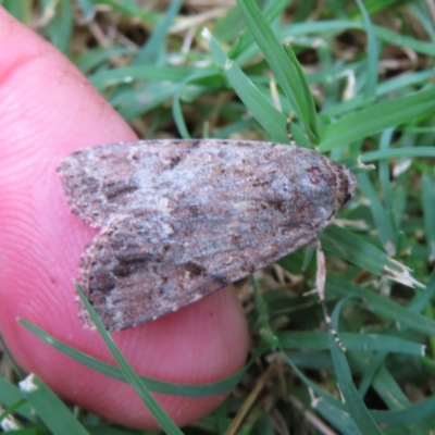 Spodoptera mauritia