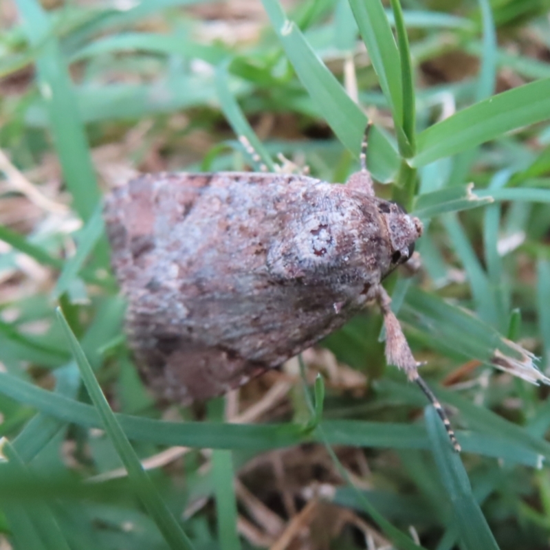 Spodoptera mauritia