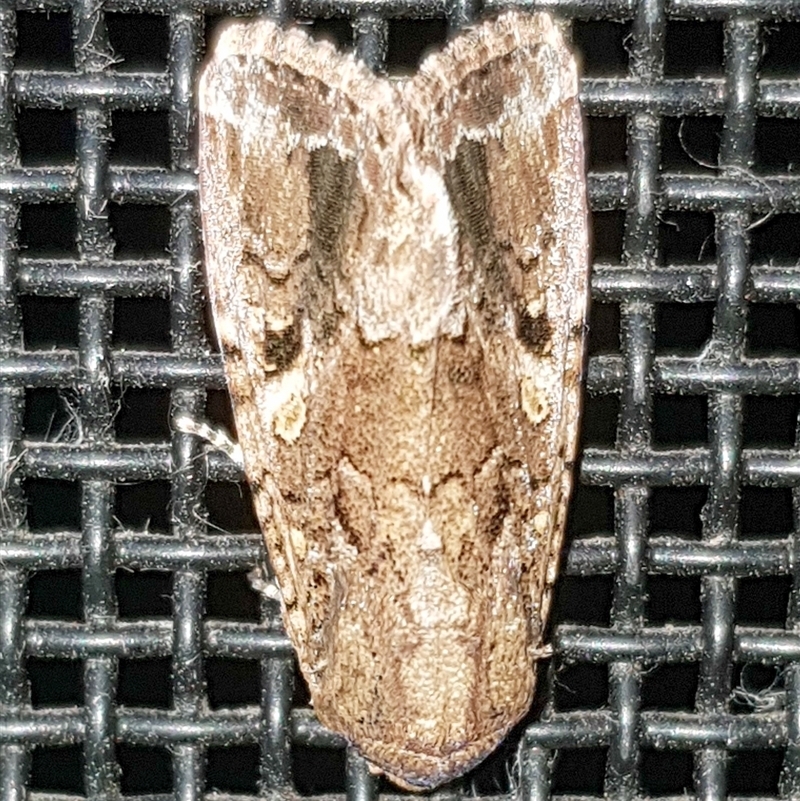 Spodoptera mauritia