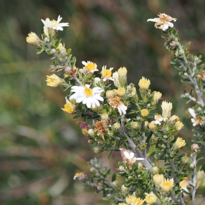 Olearia phlogopappa subsp. serrata