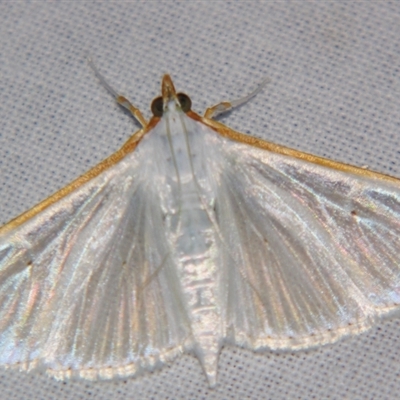 Palpita austrounionalis