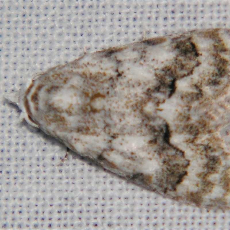 Nola fasciata