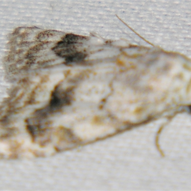 Nola fasciata