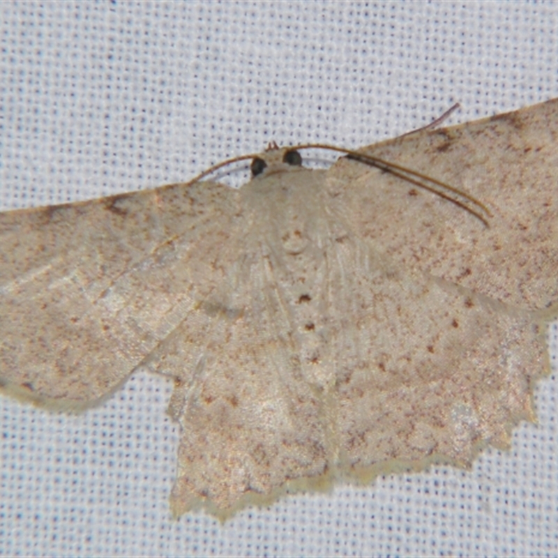 Luxiaria ochrophara