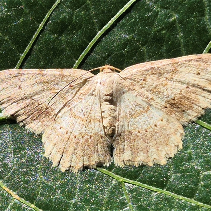 Luxiaria ochrophara