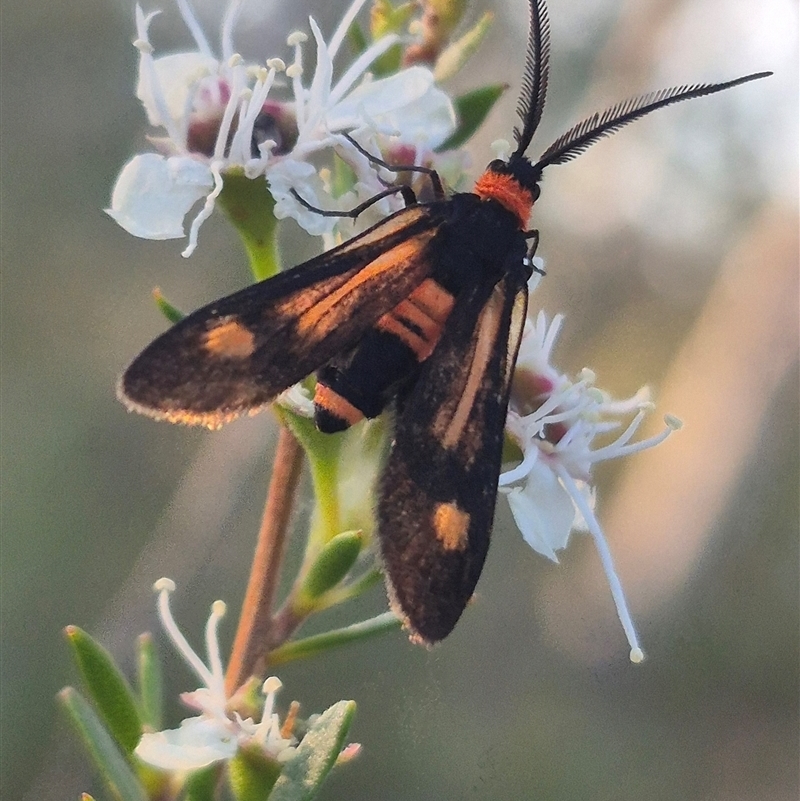 Hestiochora erythrota