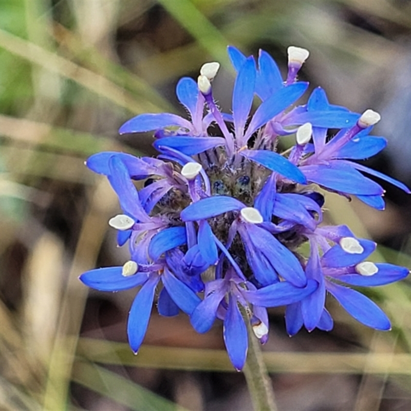 Brunonia australis