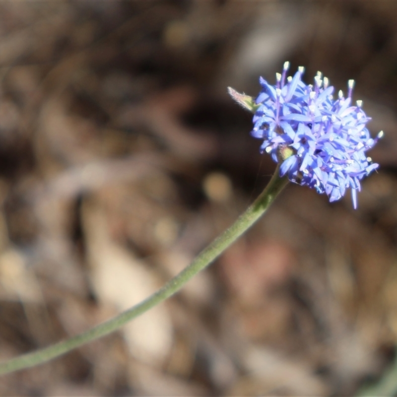 Brunonia australis