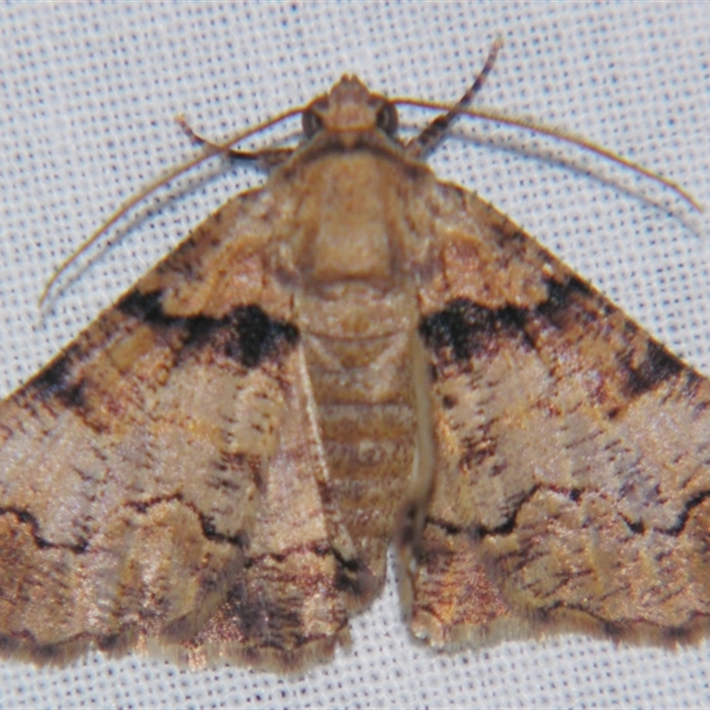 Gastrinopa xylistis