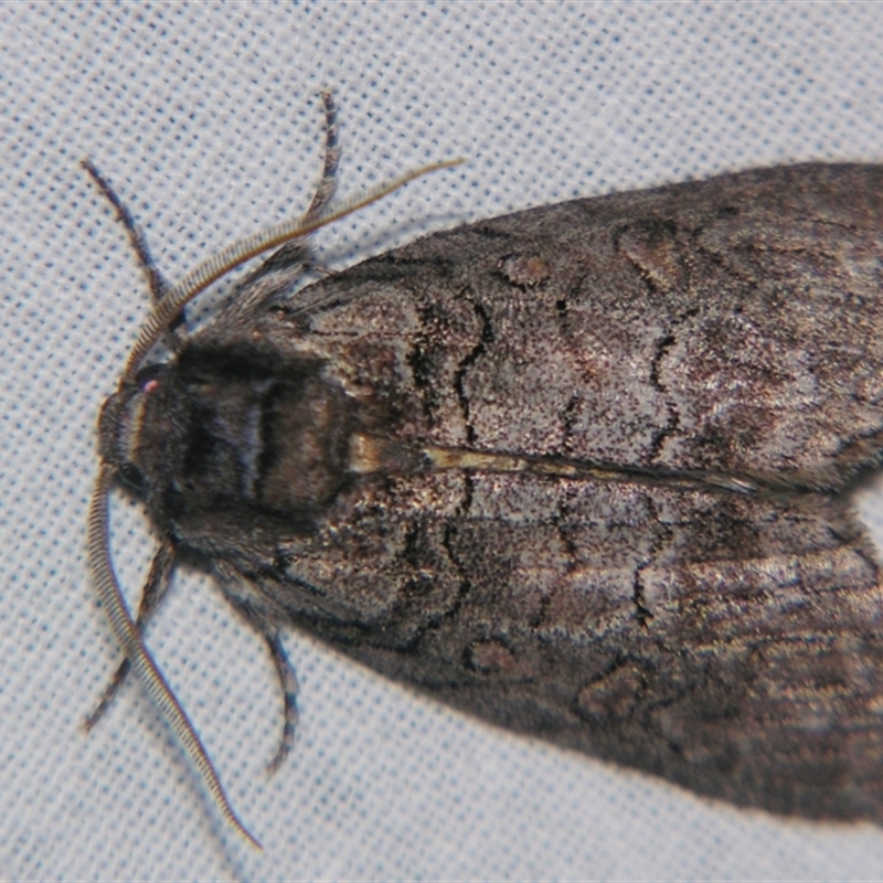 Discophlebia celaena