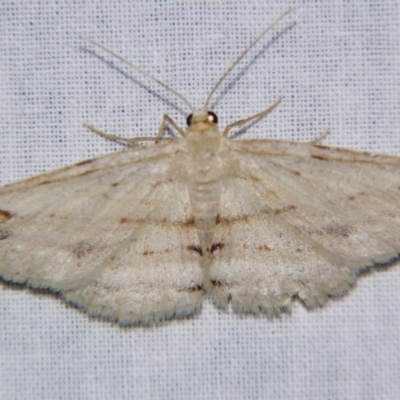 Syneora lithina