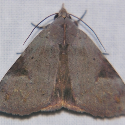 Avatha discolor