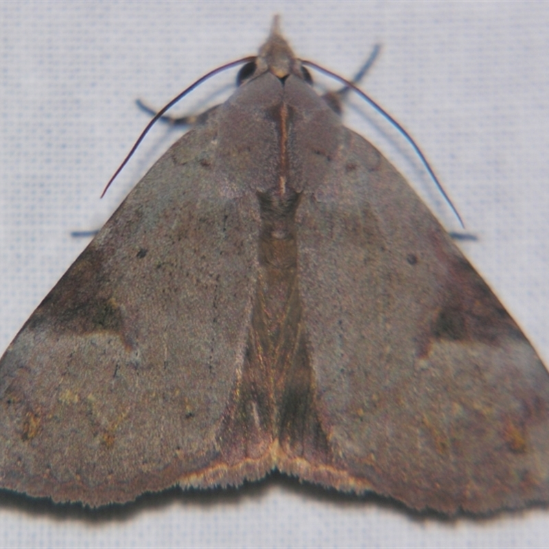 Avatha discolor