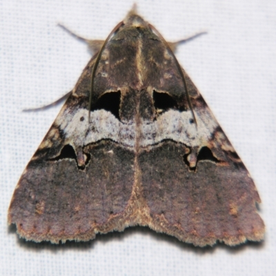 Avatha discolor