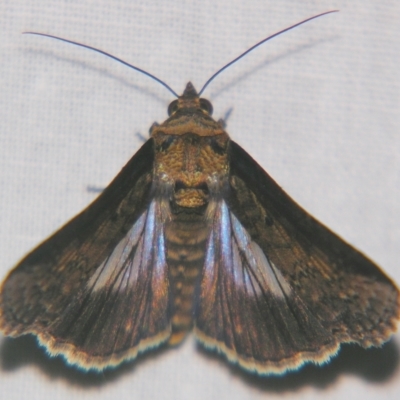 Lophoptera hemithyris