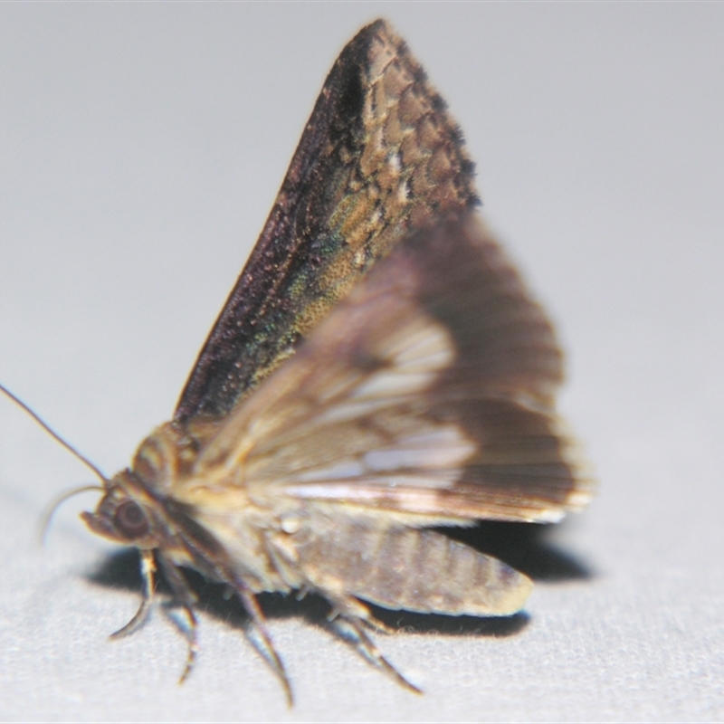 Lophoptera hemithyris