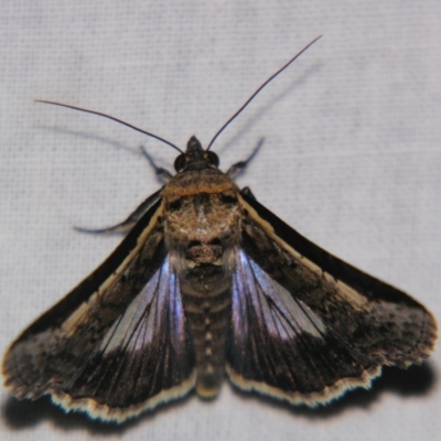 Lophoptera melanesigera