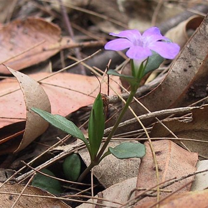 Brunoniella pumilio