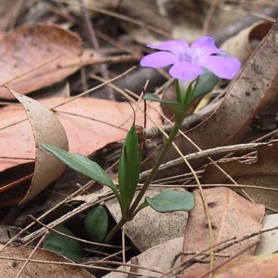 Brunoniella pumilio