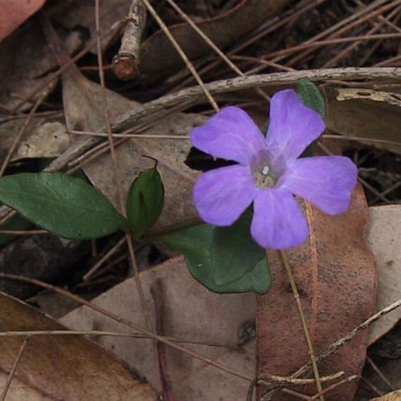 Brunoniella pumilio