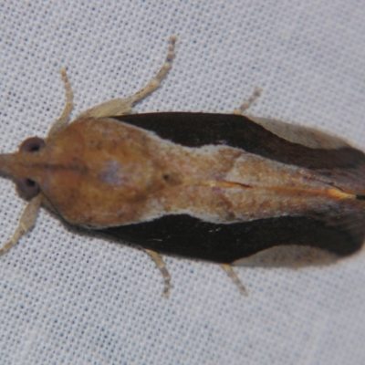 Hypocala guttiventris