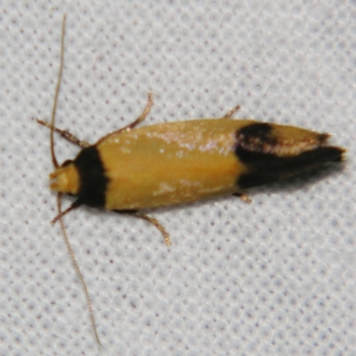 Coesyra (genus)