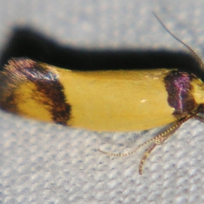 Coesyra (genus)