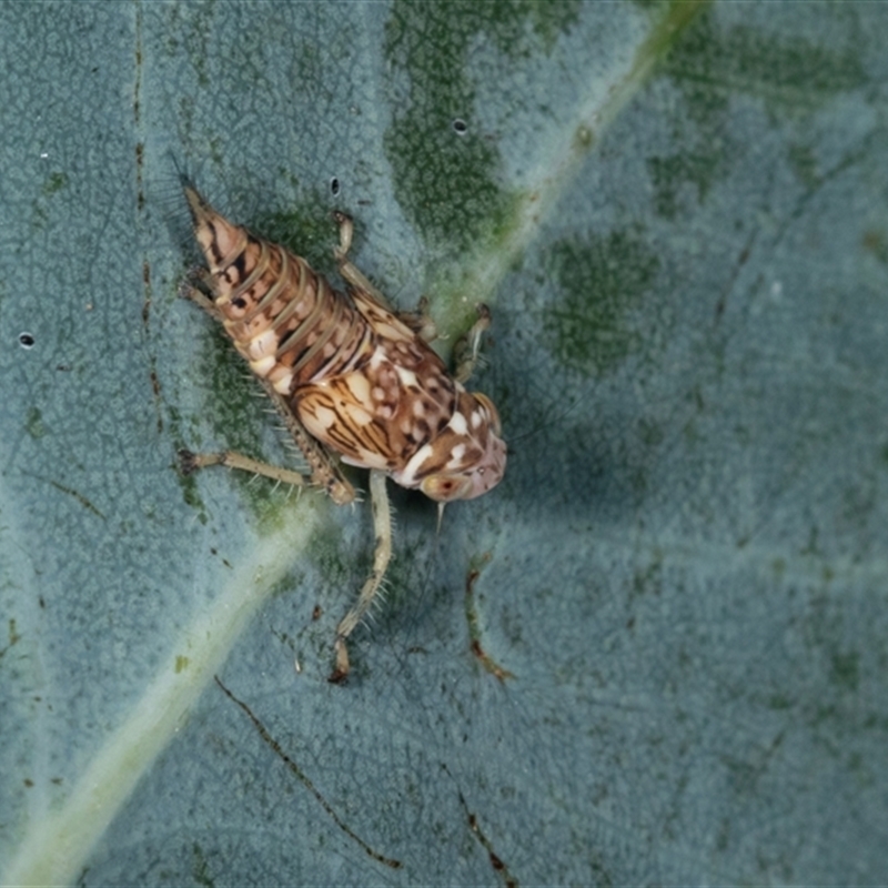 Brunotartessus fulvus