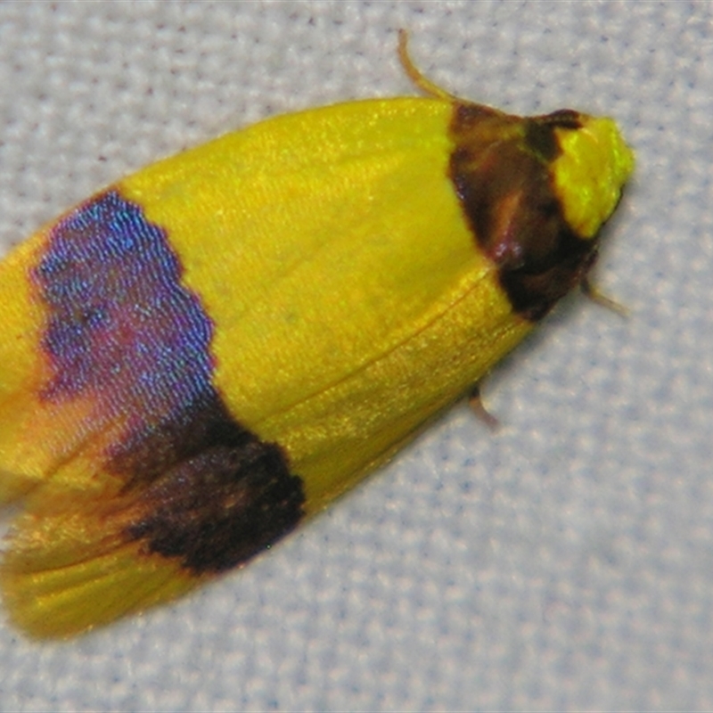 Heterallactis euchrysa