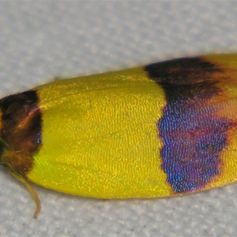 Heterallactis euchrysa