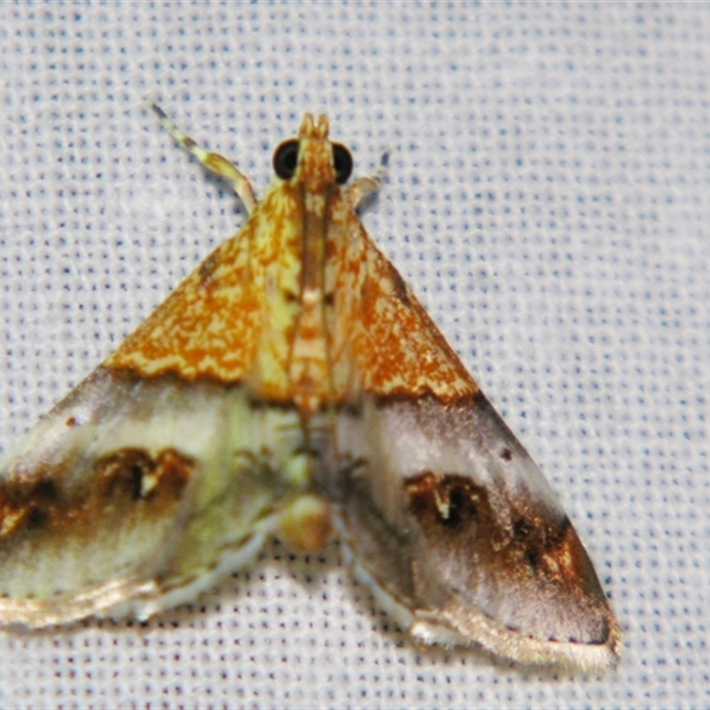 Tetracona amathealis