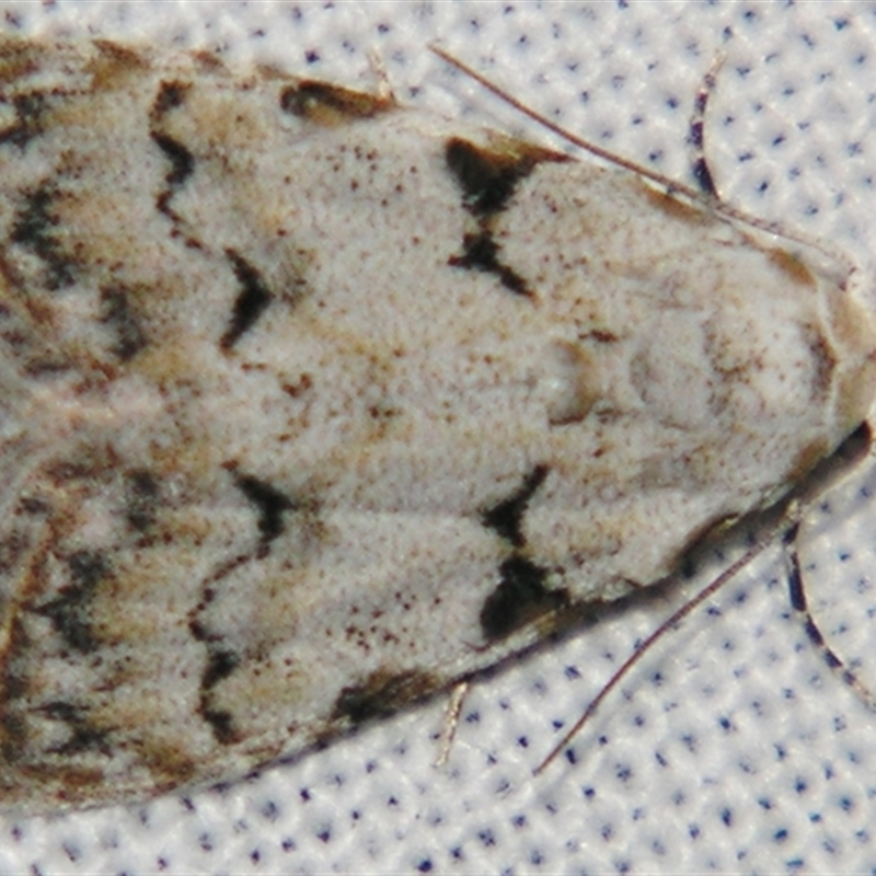 Nola bifascialis