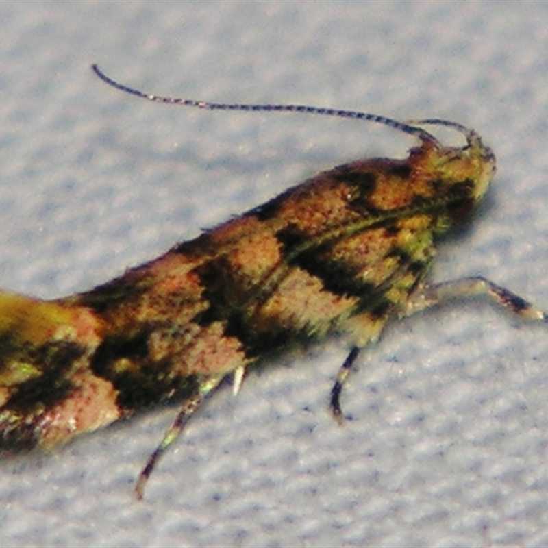 Macrobathra rubicundella