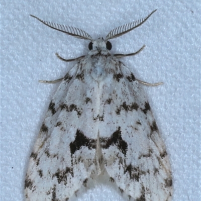 Thallarcha macilenta