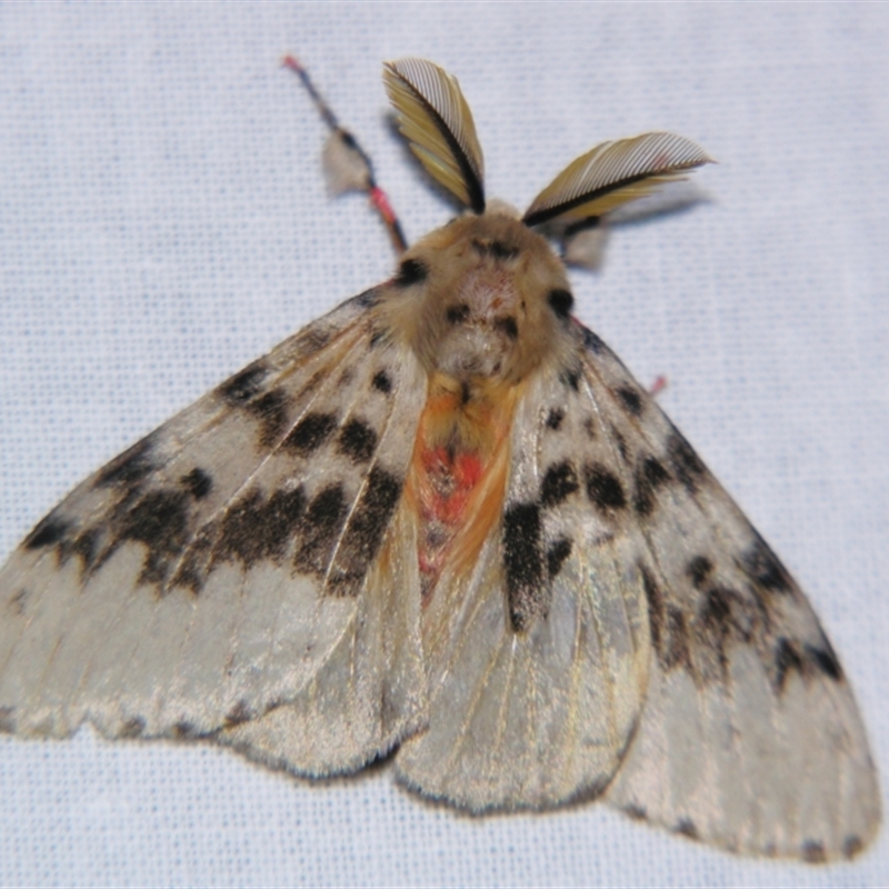 Lymantria antennata